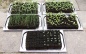 Preview: Saatschale (Anzuchtschale) mit Anzuchtplatte/ Multitopfplatte für Pflanzenanzucht